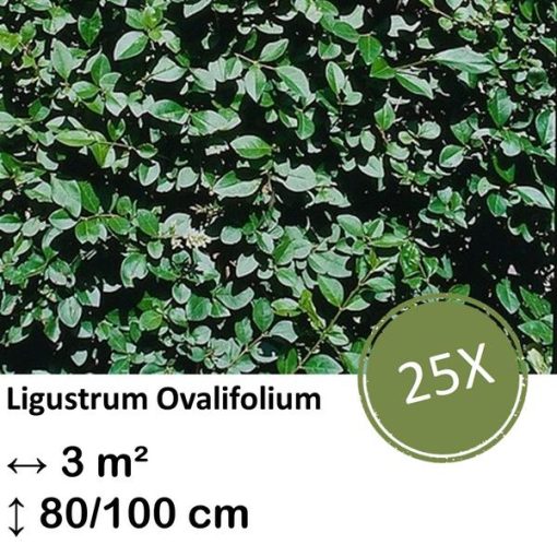 Ligustrum Ovalifolium - Kale wortel - 80/100 - 25x