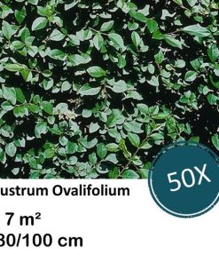 Ligustrum Ovalifolium – Kale wortel – 80/100 – 50x