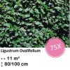 Ligustrum Ovalifolium – Kale wortel – 80/100 – 75x