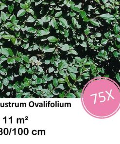 Ligustrum Ovalifolium – Kale wortel – 80/100 – 75x