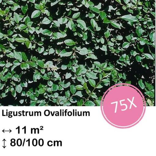 Ligustrum Ovalifolium - Kale wortel - 80/100 - 75x