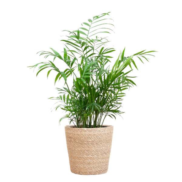 Chamadorea Elegans mit Sofia-Korb natur – 55cm – Ø17