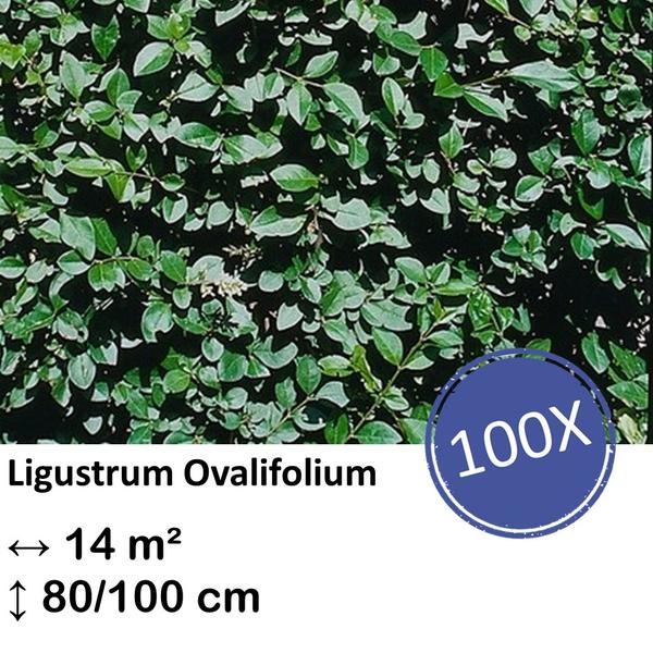 Ligustrum Ovalifolium – Kale wortel – 80/100 – 100x