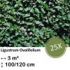 Ligustrum Ovalifolium – Kale wortel – 100/120 – 25x