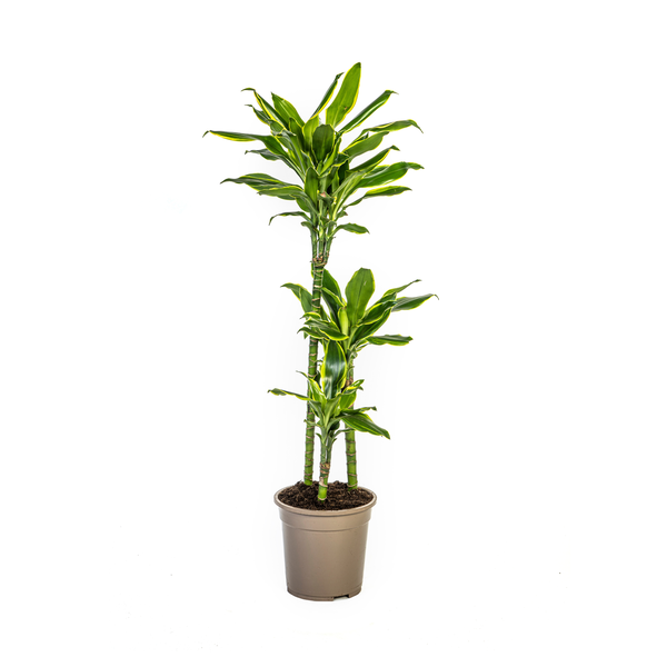 Dracaena Fragrans Golden Coast Ø21cm – ↕100cm