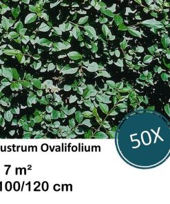 Ligustrum Ovalifolium – Kale wortel – 100/120 – 50x