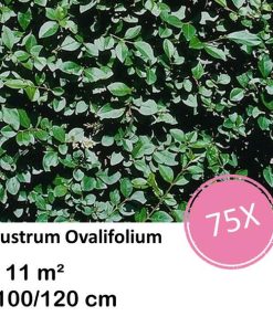 Ligustrum Ovalifolium – Kale wortel – 100/120 – 75x