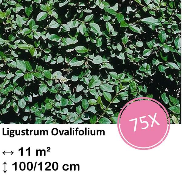 Ligustrum Ovalifolium – Kale wortel – 100/120 – 75x