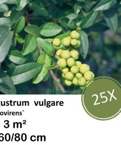 Ligustrum vulgare ‚Atrovirens` – kale wortel – 60/80 – 25x