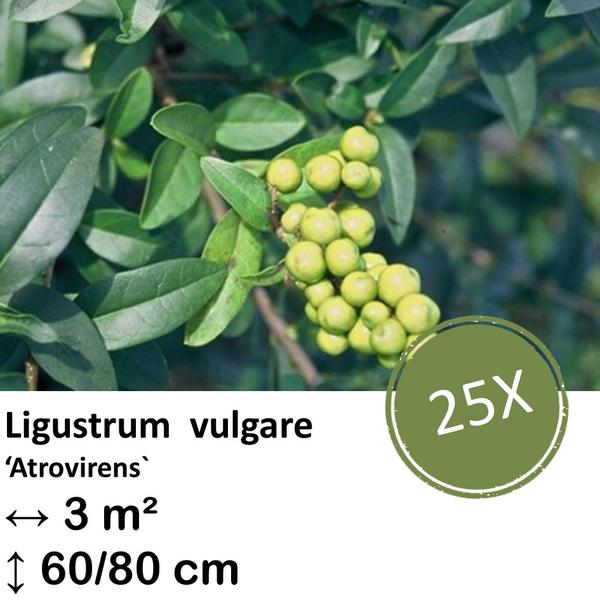 Ligustrum vulgare ‚Atrovirens` – kale wortel – 60/80 – 25x