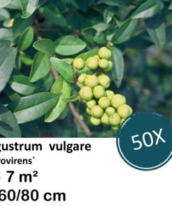 Ligustrum vulgare ‚Atrovirens` – kale wortel – 60/80 – 50x