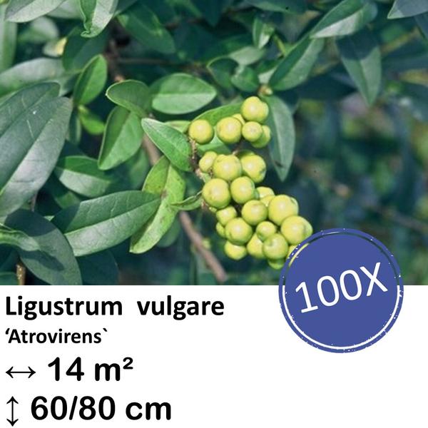 Ligustrum vulgare ‚Atrovirens` – kale wortel – 60/80 – 100x