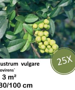 Ligustrum vulgare ‚Atrovirens` – kale wortel – 80/100 – 25x