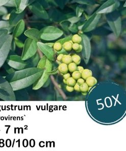 Ligustrum vulgare ‚Atrovirens` – kale wortel – 80/100 – 50x