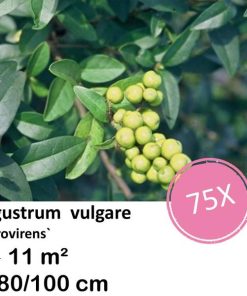 Ligustrum vulgare ‚Atrovirens` – kale wortel – 80/100 – 75x