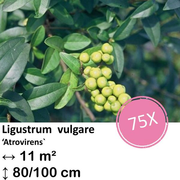 Ligustrum vulgare ‚Atrovirens` – kale wortel – 80/100 – 75x