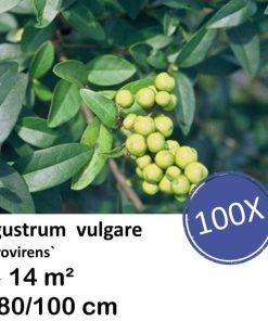 Ligustrum vulgare ‚Atrovirens` – kale wortel – 80/100 – 100x