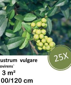 Ligustrum vulgare ‚Atrovirens` – kale wortel – 100/120 – 25x