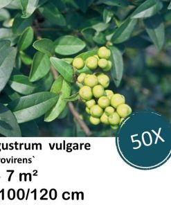 Ligustrum vulgare ‚Atrovirens` – kale wortel – 100/120 – 50x