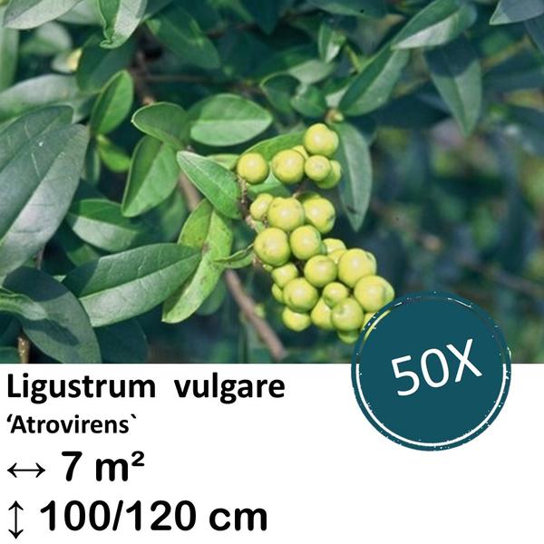 Ligustrum vulgare ‚Atrovirens` – kale wortel – 100/120 – 50x