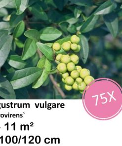 Ligustrum vulgare ‚Atrovirens` – kale wortel – 100/120 – 75x