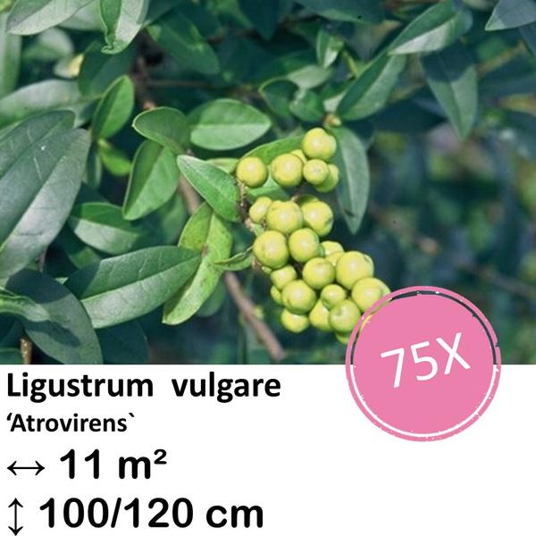 Ligustrum vulgare ‚Atrovirens` – kale wortel – 100/120 – 75x