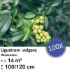 Ligustrum vulgare ‚Atrovirens` – kale wortel – 100/120 – 100x