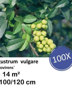 Ligustrum vulgare ‚Atrovirens` – kale wortel – 100/120 – 100x