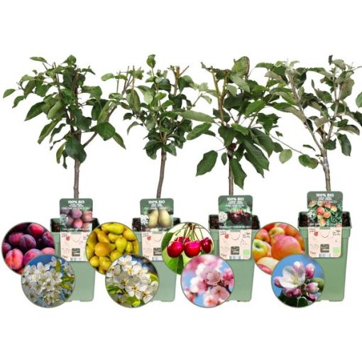 Bio-Obstbäume 4er-Set - Apfel, Birne, Kirsche und Pflaume - 4 x Ø 20 cm - ↨ 60 cm