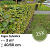 Fagus sylvatica – Kale wortel – 40/60 – 25x