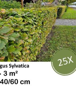 Fagus sylvatica – Kale wortel – 40/60 – 25x