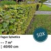 Fagus sylvatica – Kale wortel – 40/60 – 50x