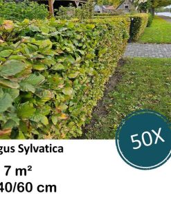 Fagus sylvatica – Kale wortel – 40/60 – 50x