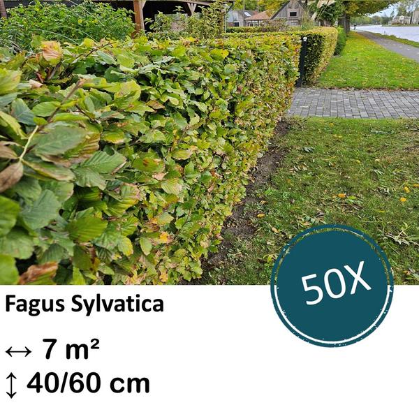 Fagus sylvatica – Kale wortel – 40/60 – 50x