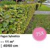 Fagus sylvatica – Kale wortel – 40/60 – 75x