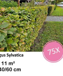 Fagus sylvatica – Kale wortel – 40/60 – 75x