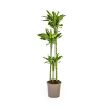 Dracaena Fragrans Golden Coast Ø24cm – ↕140cm