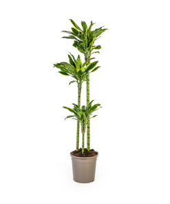 Dracaena Fragrans Golden Coast Ø24cm – ↕140cm