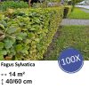 Fagus sylvatica – Kale wortel – 40/60 – 100x