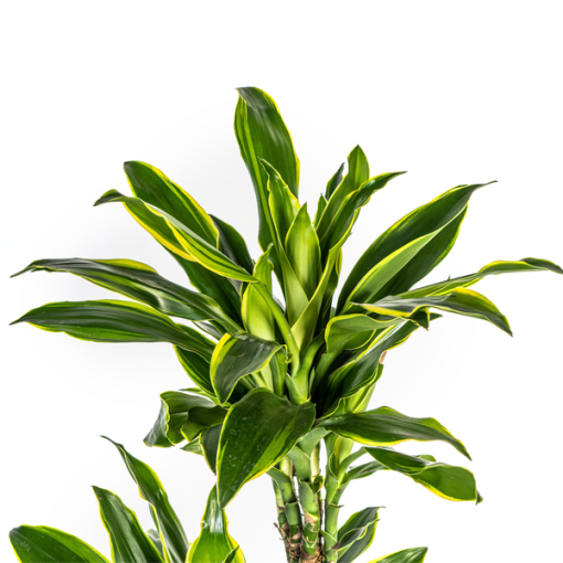 Dracaena Fragrans Golden Coast Ø24cm - ↕140cm – Bild 2