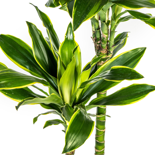 Dracaena Fragrans Golden Coast Ø24cm - ↕140cm – Bild 3