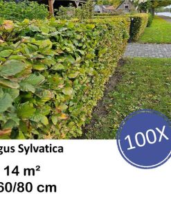 Fagus sylvatica – Kale wortel – 60/80 – 100x