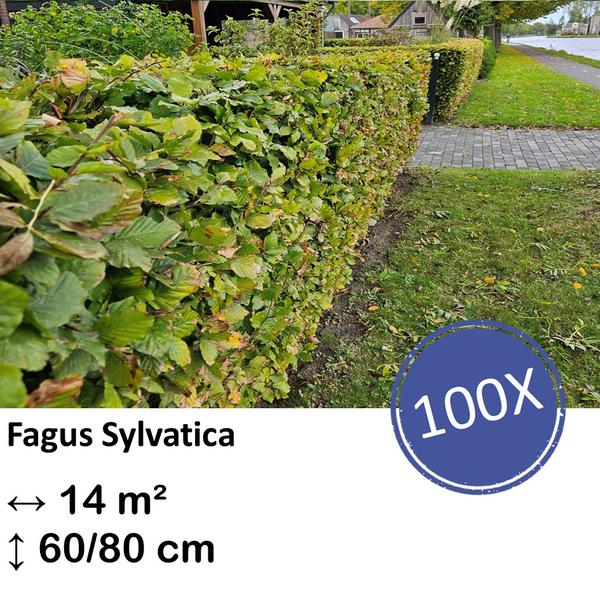 Fagus sylvatica – Kale wortel – 60/80 – 100x