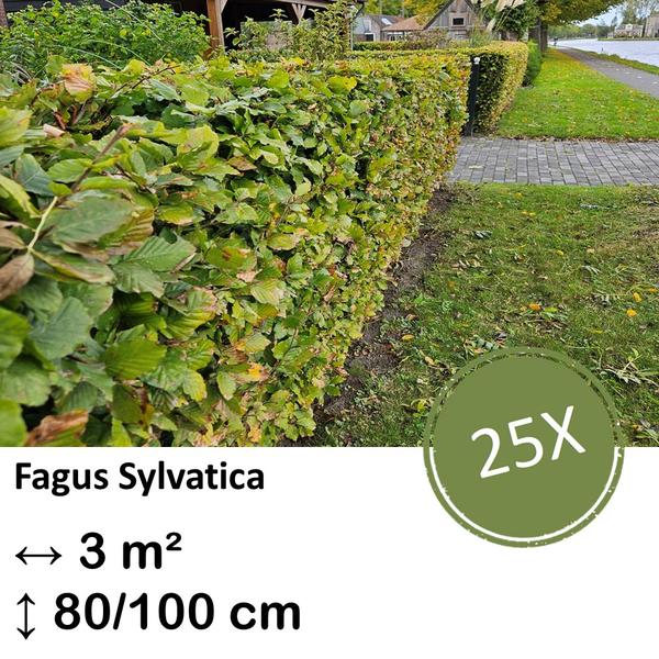 Fagus sylvatica – Kale wortel – 80/100 – 25x