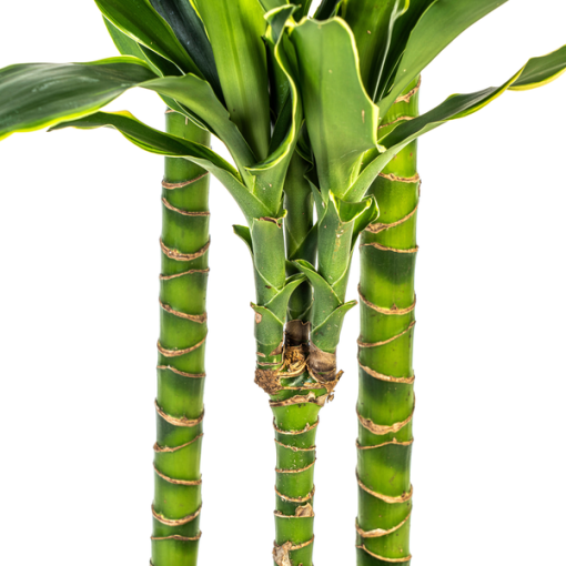 Dracaena Fragrans Golden Coast Ø24cm - ↕140cm – Bild 4