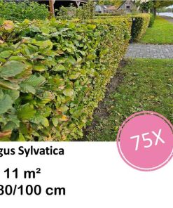 Fagus sylvatica – Kale wortel – 80/100 – 75x