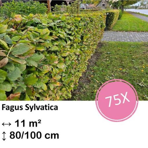 Fagus sylvatica - Kale wortel - 80/100 - 75x