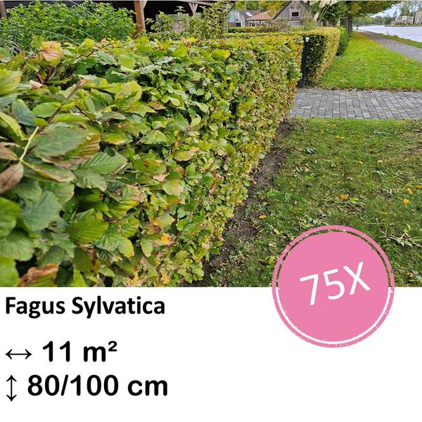 Fagus sylvatica – Kale wortel – 80/100 – 75x