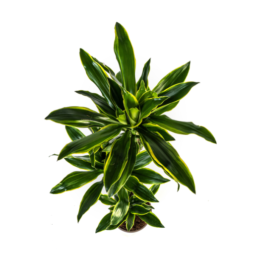 Dracaena Fragrans Golden Coast Ø24cm - ↕140cm – Bild 5