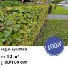 Fagus sylvatica – Kale wortel – 80/100 – 100x